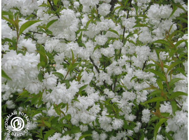 Prunus glandulosa   'Alba Plena'